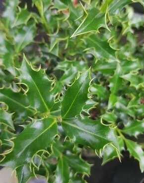 Ilex Alaska (Holly) 2.3 Litre - image 1