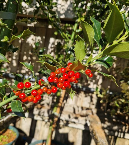 Ilex aquifolium 12 Litre