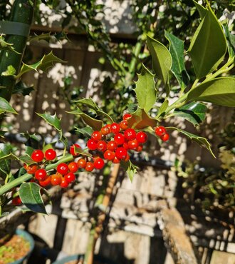 Ilex aquifolium 12 Litre
