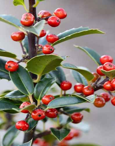 Ilex aquifolium 7 Litre - image 1