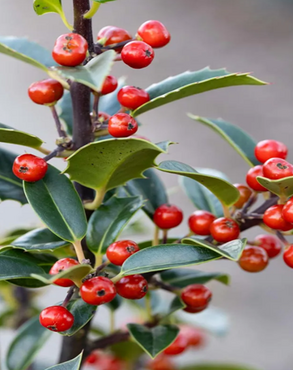 Ilex aquifolium 7 Litre - image 1