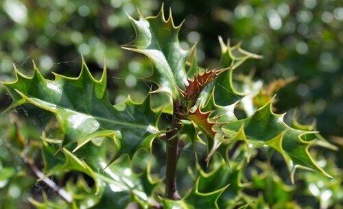 Ilex aquifolium 7 Litre - image 1