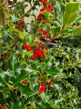 Ilex aquifolium Alaska 12 Litre