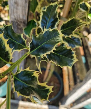 Ilex aquifolium Argentea Marginata 12 Litre