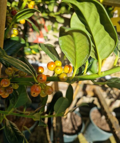 Ilex aquifolium J.C. van Tol 12 Litre