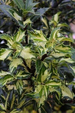 Ilex aquifolium White Cream 4.6 Litre