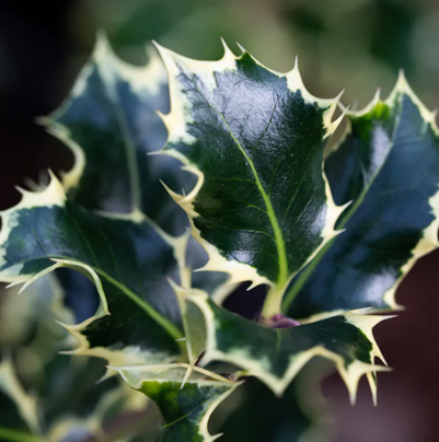 Ilex Argentea Marginata 10 Litre