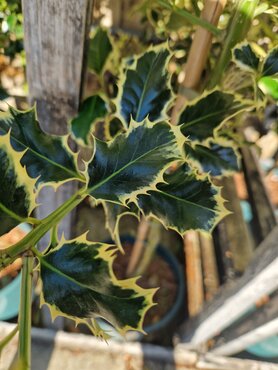 Ilex 'Argentea Marginata' 3 Litre