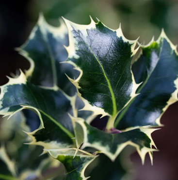 Ilex Argentea Marginata 9cm - image 1