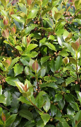 Ilex Blue Maid 2.3 Litre
