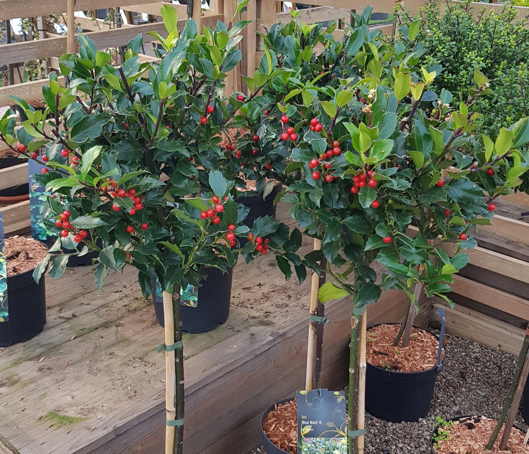 Blue maid holly plant