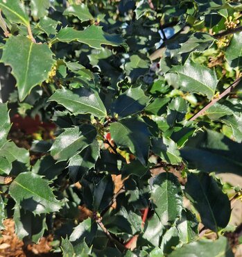 Ilex 'Blue Prince' 3 Litre