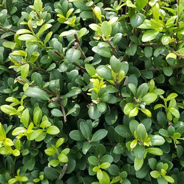 Ilex crenata 6 Pack