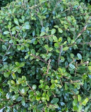 Ilex Crenata Dark Green 17 cm - image 1