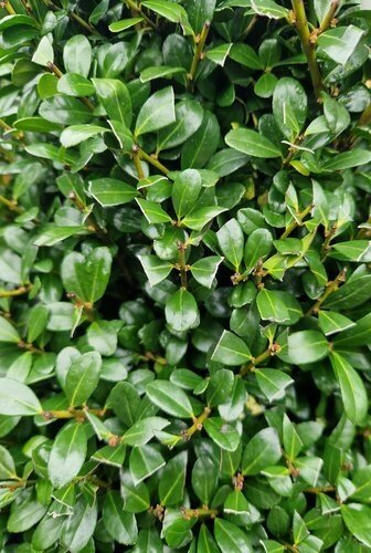 Ilex Crenata Glorie Gem 15 Litre - image 1