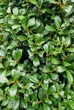 Ilex Crenata Glorie Gem 15 Litre - image 1