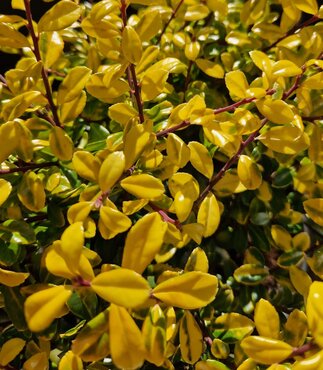 Ilex crenata Golden Gem 2.3 Litre