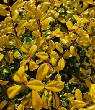 Ilex Crenata Golden Gem 3 Litre - image 1