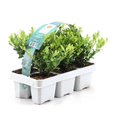 Ilex crenata Jenny 6 pack