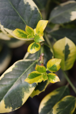 Ilex Golden King 12 litre