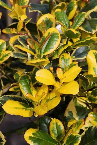 Ilex Golden King 2.3 Litre - image 1