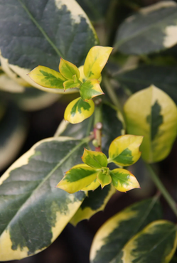 Ilex 'Golden King' 3 Litre