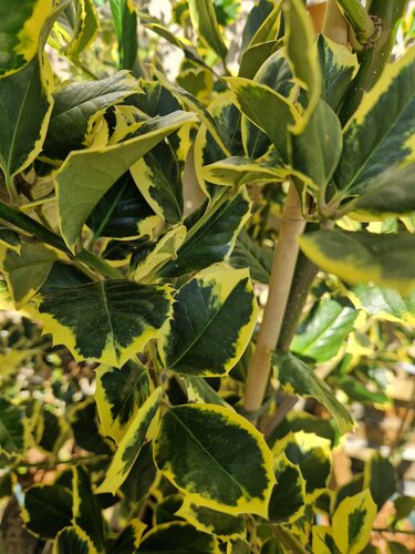 Ilex Golden King 3 Litre