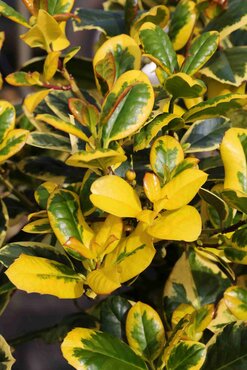 Ilex Golden King 6 Litre