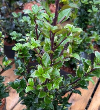 Ilex Heckenblau 6 Litre