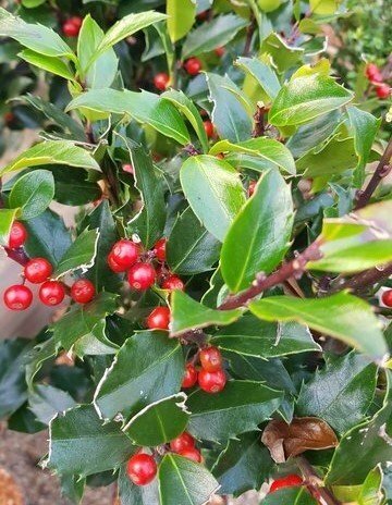 Ilex (Holly) Blue Maid Standard 3 Litre - image 1