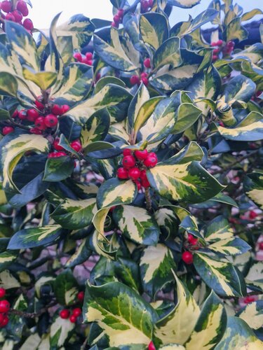 Ilex Lawsoniana 3 Litre