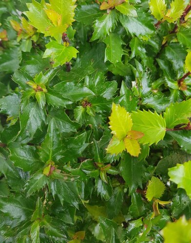 Ilex Little Rascal 4.6 Litre - image 1