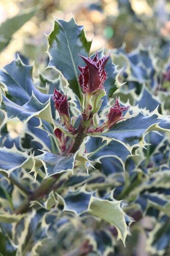 Ilex Silver Queen 2.3 Litre - image 1