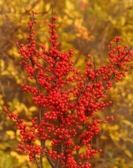 Ilex Verticilata 5 Litre - image 1