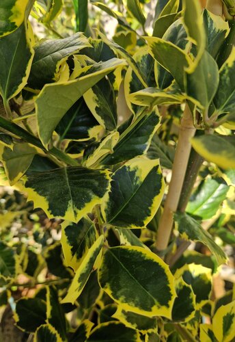 Ilex x altaclerensis Golden King 12 Litre