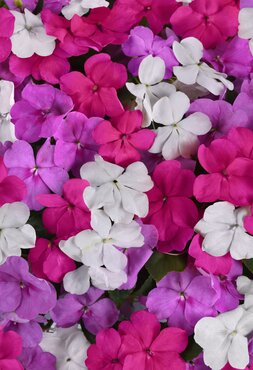 Impatiens Beacon Berry Ripple Mixed 20 Plug Pack