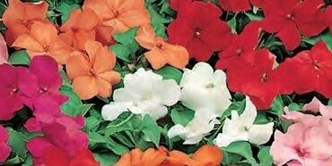 Impatiens Busy Lizzie Mixed Jumbo Six Pack