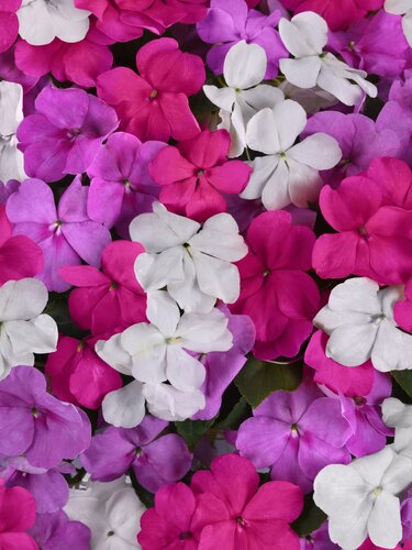 Impatiens Chelsea Mixed Six Pack