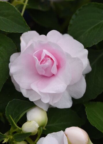 Impatiens Glimmer Appleblossom 1 Litre