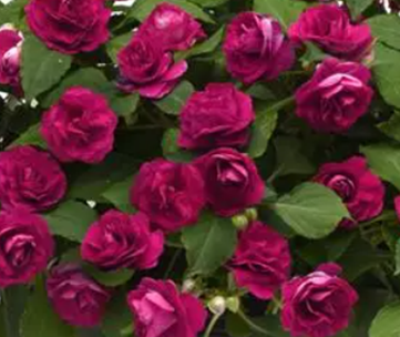 Impatiens Glimmer Burgundy 1 Litre
