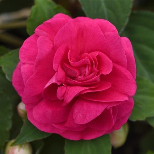 Impatiens Glimmer Hot Pink 1 Litre