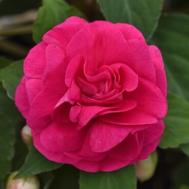 Impatiens Glimmer Hot Pink 1 Litre