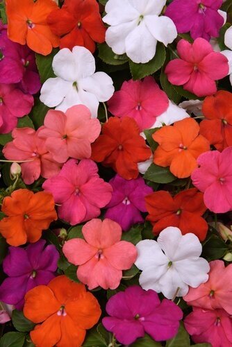 Impatiens Mixed Six Pack