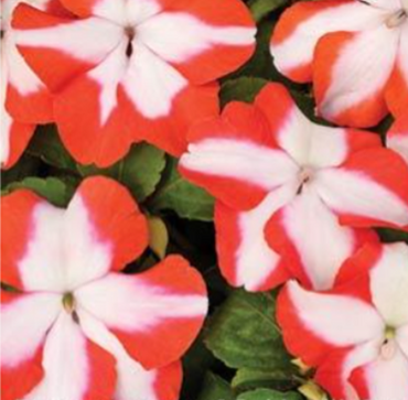 Impatiens Orange Star 6 Pack