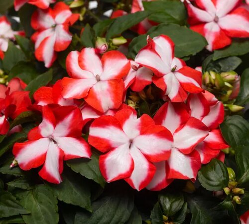 Impatiens Orange Star 6 Pack