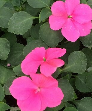 Impatiens Pink Six Pack