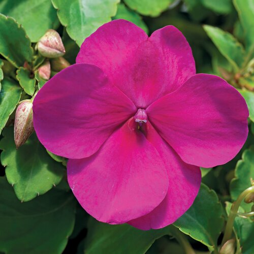 Impatiens Purple 6 Pack
