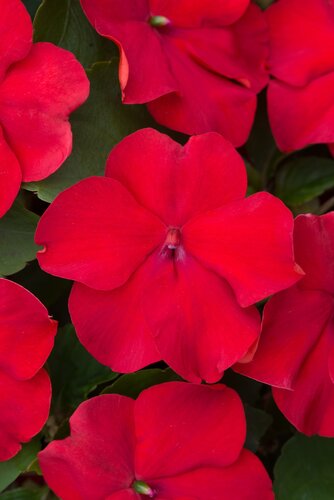 Impatiens Red 6 Pack