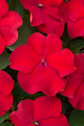 Impatiens Red Six Pack