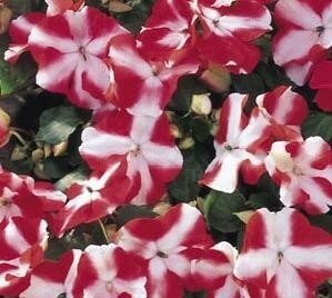 Impatiens Red Star 6 Pack